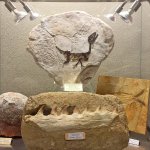 Ciro nel museo di Asti